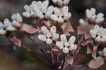 Pinewoods milkweed